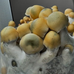 Avalanche mushroom spores taken from fruiting bodies for research purposes