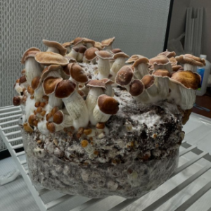 Trinity mushroom spore swabs taken from fruiting bodies for research purposes