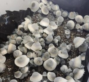 Albino Penis Envy Mushrooms