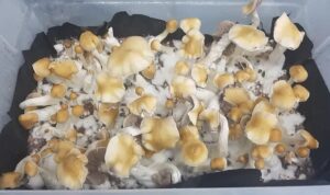 Albino Penis Envy Revert Mushrooms