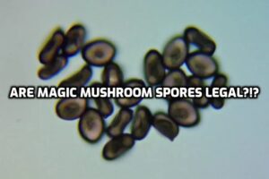 are magic mushroom spores legal