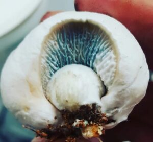 Choda Mutant Mushroom