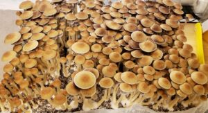 Golden Teacher Mushrooms