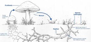 Mushroom life cycle