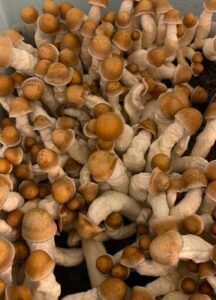 Penis Envy Mushrooms