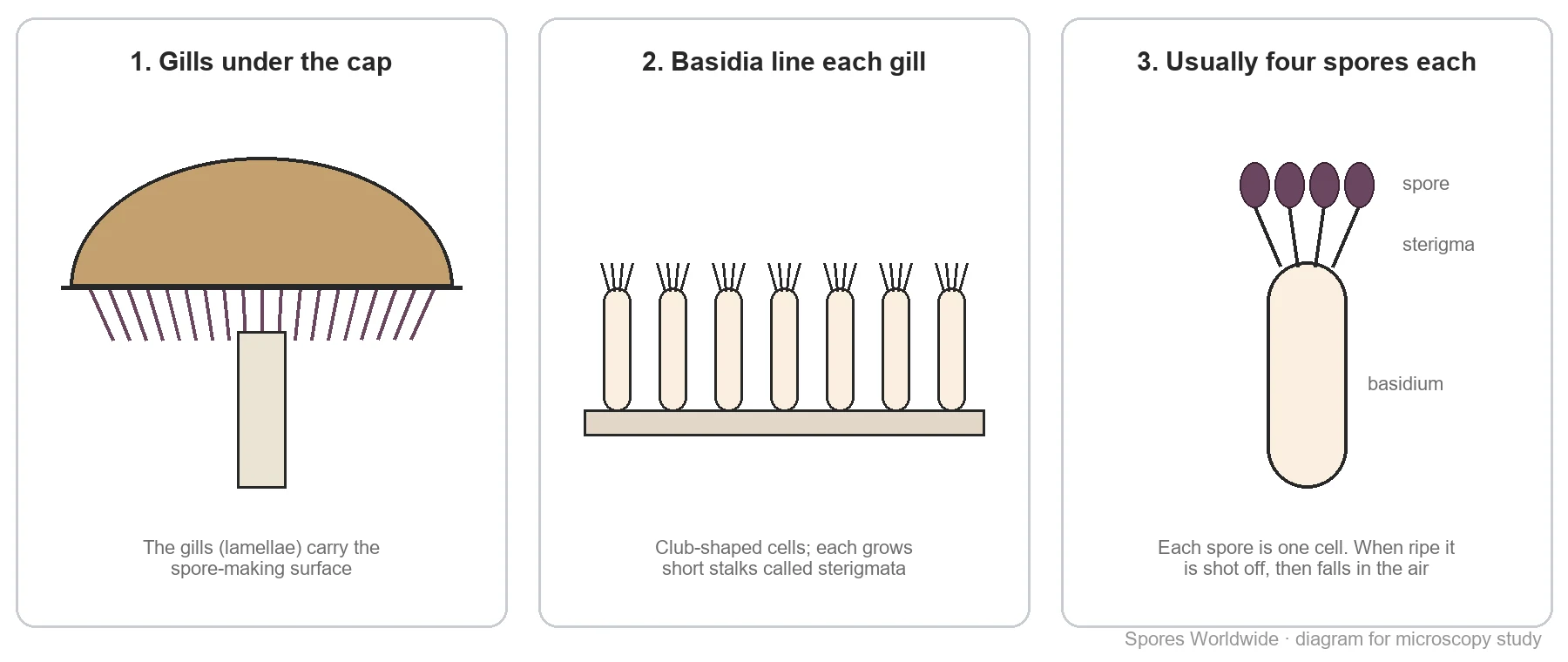 Three-panel diagram: gills under a mushroom cap, basidia lining a gill, and one basidium carrying four spores on sterigmata