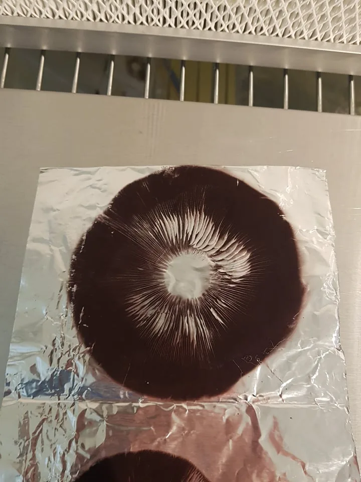 Large dark purple-brown spore print on foil in front of a laminar flow hood