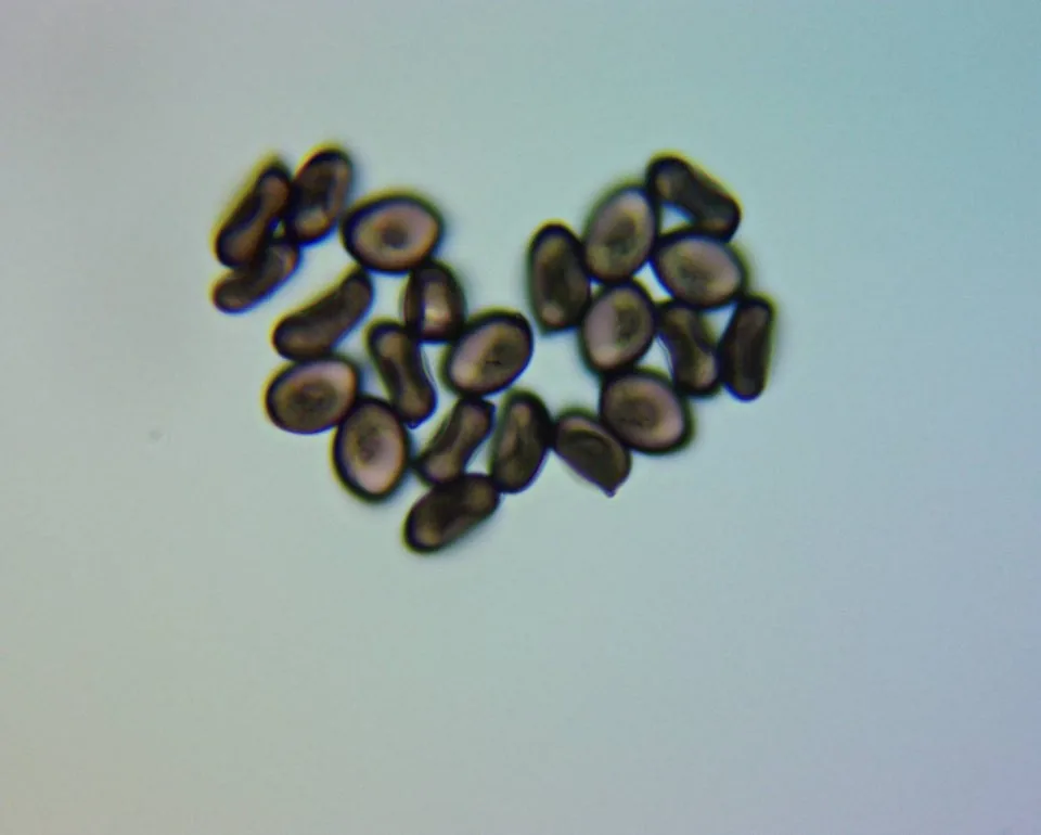 Penis Envy 6 (PE6) mushroom spores under a microscope, dark brown and subellipsoid