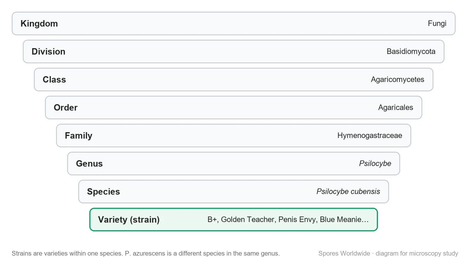 Taxonomy ladder from kingdom Fungi down to Psilocybe cubensis and its varieties such as B+, Golden Teacher and Penis Envy