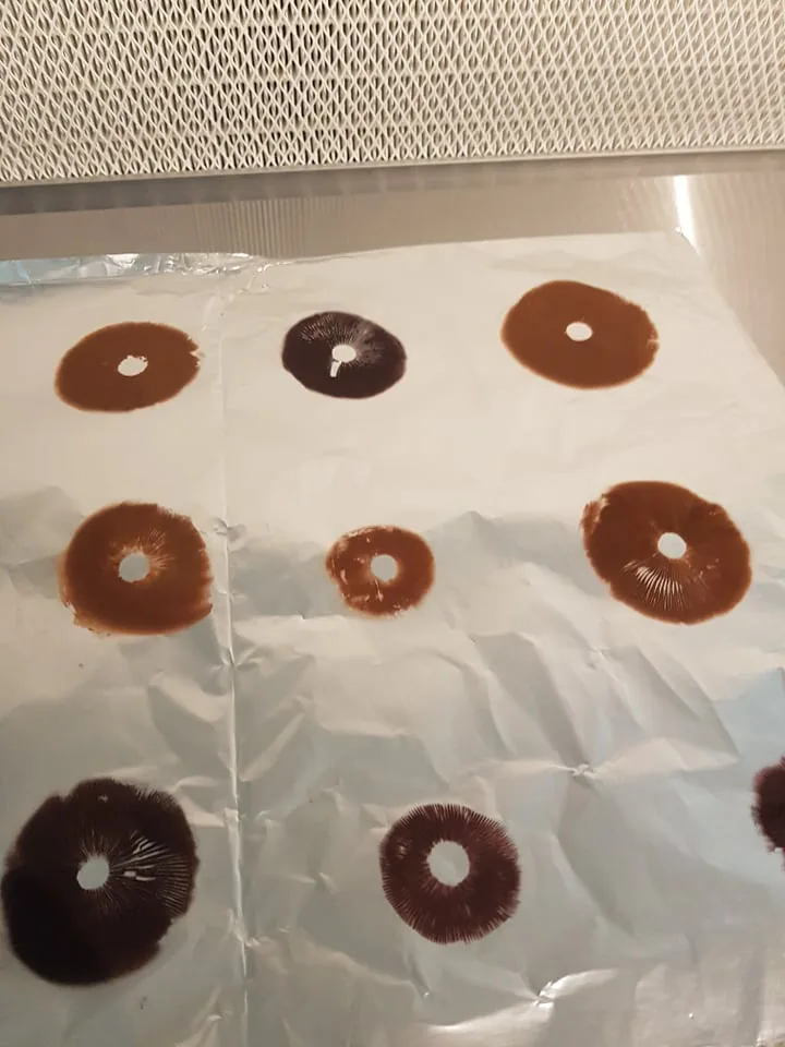 Nine mushroom spore prints on foil ranging from reddish brown to dark purple-brown, in front of a laminar flow hood