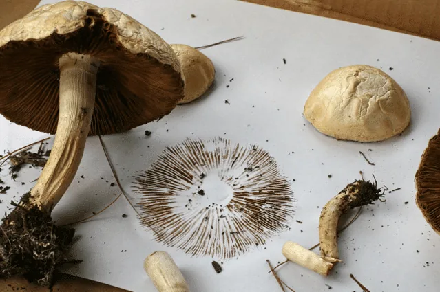 Wild mushroom cap beside the brown spore print it dropped on white paper
